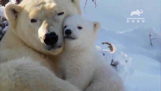 动物妈妈为宝宝们上课，教导求生所需要的所有知识。（动物星球频道提供）