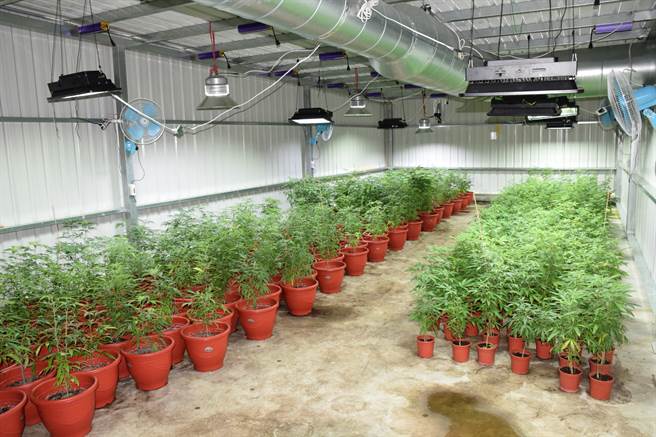 新竹市警方在香山地区破获北部最大大麻工厂，查扣大麻活株1540株、乾燥大麻成品7公斤及大麻香菸880支，市价近5亿元。（警方提供／邱立雅新竹传真）