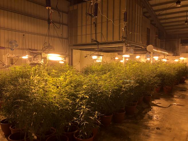新竹市警方在香山地区破获北部最大大麻工厂，查扣大麻活株1540株、乾燥大麻成品7公斤及大麻香菸880支，市价近5亿元。（警方提供／邱立雅新竹传真）