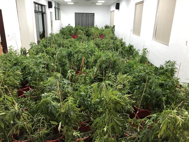 新竹市警方在香山地区破获北部最大大麻工厂，查扣大麻活株1540株、乾燥大麻成品7公斤及大麻香菸880支，市价近5亿元。（警方提供／邱立雅新竹传真）
