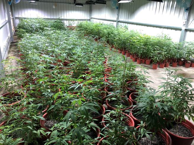 新竹市警方在香山地区破获北部最大大麻工厂，查扣大麻活株1540株、乾燥大麻成品7公斤及大麻香菸880支，市价近5亿元。（警方提供／邱立雅新竹传真）
