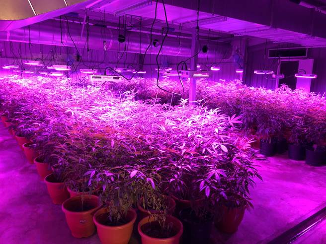 新竹市警方在香山地区破获北部最大大麻工厂，查扣大麻活株1540株、乾燥大麻成品7公斤及大麻香菸880支，市价近5亿元。（警方提供／邱立雅新竹传真）