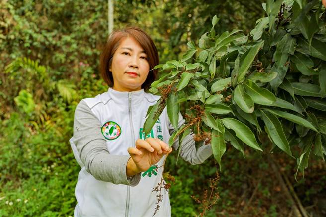 立委周春米到屏東果園勘災，勘查玉荷包農損情況。(周春米提供)