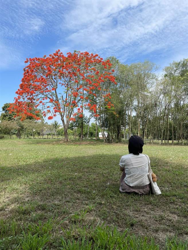 台南市山上水道博物馆这棵高逾8米的凤凰树，吸引不少人慕名来拍照。(曹婷婷摄)