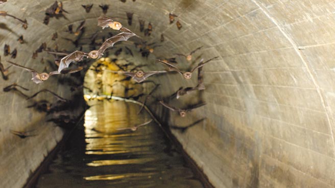 台南市东山区将六重溪的溪水引流至东山的引水隧道，约2万只蝙蝠栖息。（周政翰提供／张毓翎台南传真）
