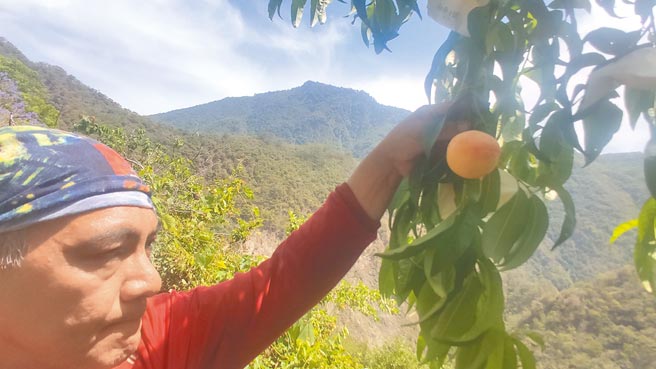 台东南横水蜜桃果农今年不仅要抗旱、还得对抗猴害，终于等到上市。（蔡旻妤摄）