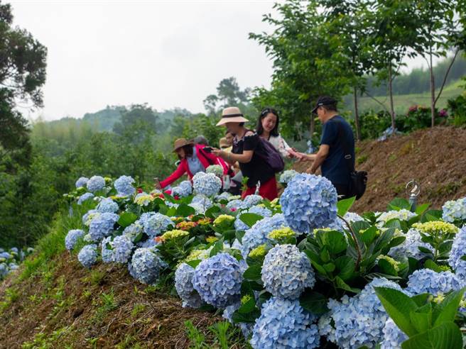 第一届桃园绣球花季缤纷登场。(吕筱蝉摄)