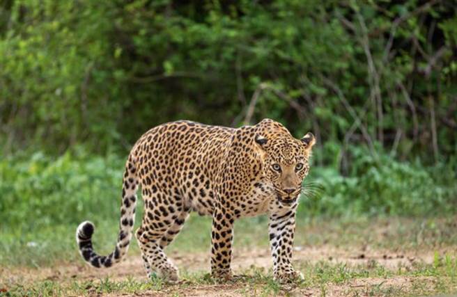 杭州動物園三隻金錢豹脱逃。（示意圖／shutterstock）