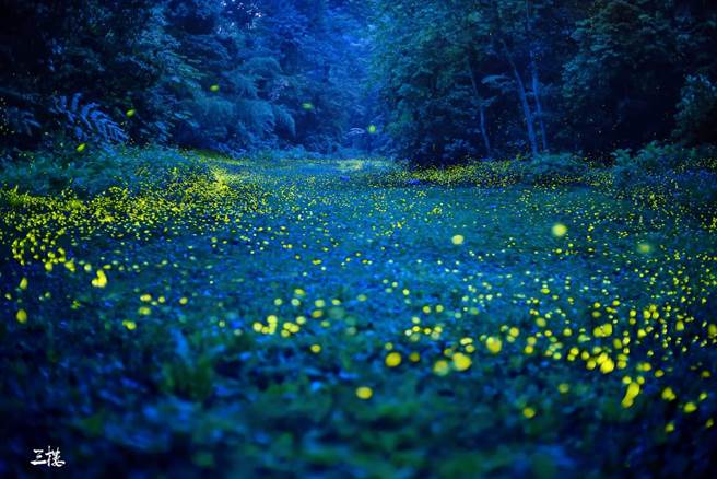 西湖度假村内赏萤秘境种有大片铜钱草，在夜间微光下，与萤火参相辉印，彷如阿凡达梦境。（苗栗县政府提供／谢明俊苗栗传真）