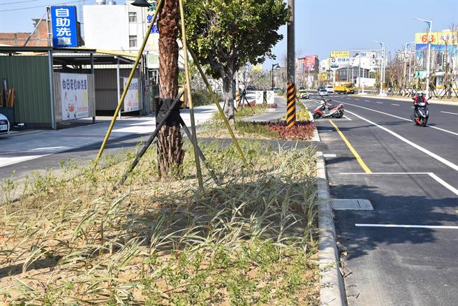 头份市中央改善工程中行人与自行车道以绿篱隔离，获得营建署肯定。（谢明俊摄）