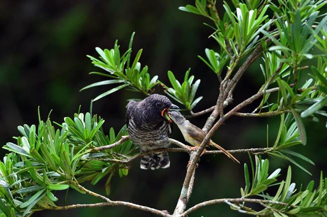 灰头鹪莺哺育巨婴般的中杜鹃幼鸟，被形容为最纯净的母爱。（庄哲权 摄）