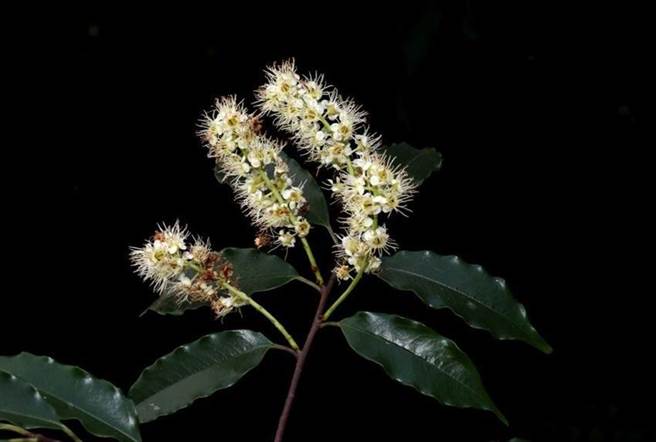 新上架种苗之一。（图／林务局提供）