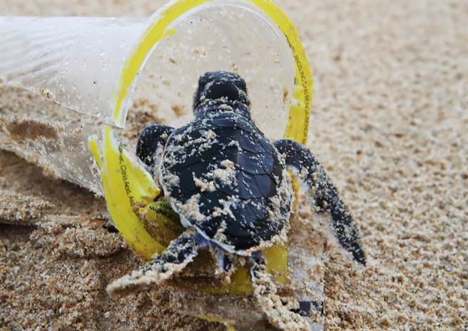 綠色和平表示，去年一次性飲料杯用量更近達20億個，整體塑膠用量不減反增。（綠色和平提供）