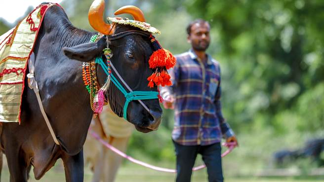 印度一名议员日前声称「牛尿」能治新冠肺炎，并亲自试喝给大家看。图片为示意图非本人。（图／shutterstock）