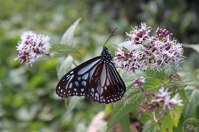 阳明山群蝶飞舞 草山赏蝶趣！(图/阳管处)