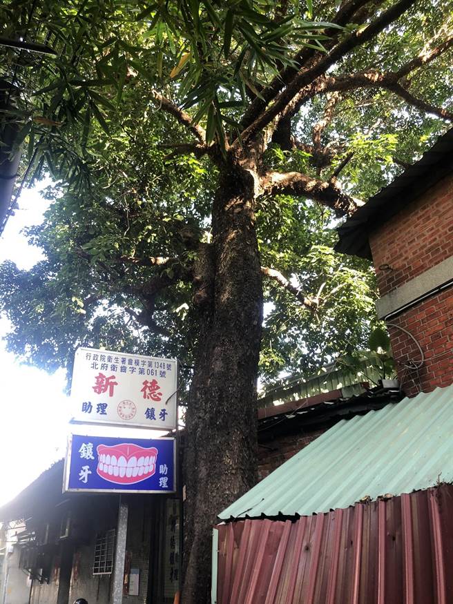 新北市樹木保護委員會今（10日）召開第3屆第3次會議，確認森林法規範之受保護樹木列管程序納入新北市樹木保護委員會審議。（景觀處提供）