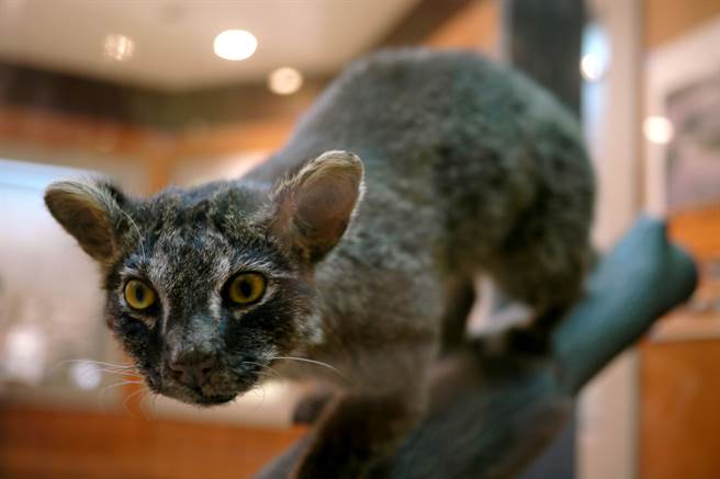 西表山猫是西表岛上的濒危物种。(图/shutterstock)