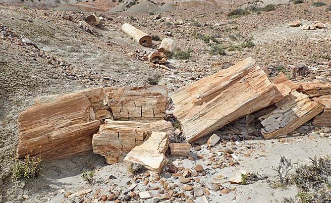 硅化木，又称石化木。(图/quekett)