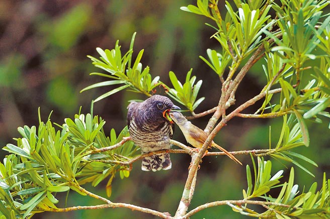 鹪莺哺育巨婴般的中杜鹃幼鸟，被形容为最纯净的母爱。（庄哲权摄）