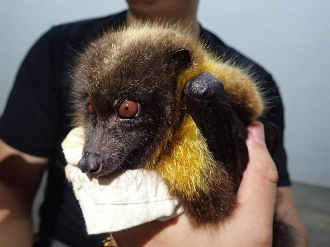 台湾狐蝠。（阳明交大提供／林志成台北传真）