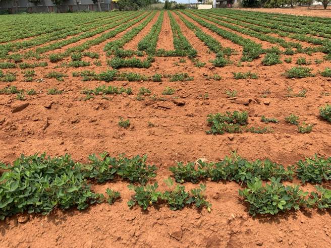 台中地區入春以來降雨不足，導致落花生缺株情形偏高，且有植株矮小、葉片數少、開花延遲情形。（台中市農業局提供／王文吉台中傳真）