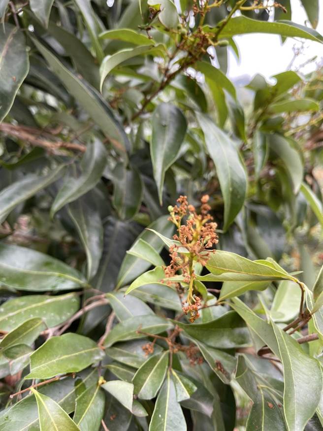 台中市荔枝受高溫與乾旱影響，造成開花延遲、花序短縮及果粒小。（台中市農業局提供／王文吉台中傳真）
