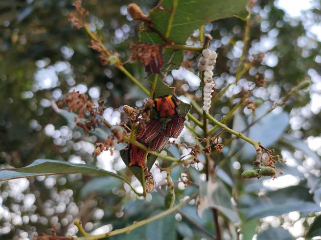 彰化县八卦山沿脉荔枝种植面积将近1千公顷，是国内第5大荔枝产区，当地蜂农也依靠当地荔枝、龙眼生存，近年因荔枝椿象肆虐，农民饱受椿象之苦。(吴建辉摄)