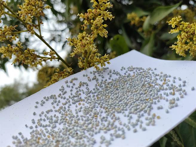 有蜂农认为，县府虽祭出各式应对措施，不管是收购卵片、化学、生物防治，但荔枝、龙眼农与蜂农防治不同调，让防治效果大打折。(吴建辉摄)