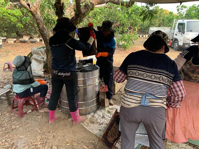 彰化龙眼蜜浓郁醇厚品质优良，深受国人喜爱，但近年因为气候因素，加上荔枝椿象等影响，蜂农心情大起大落。(吴建辉摄)