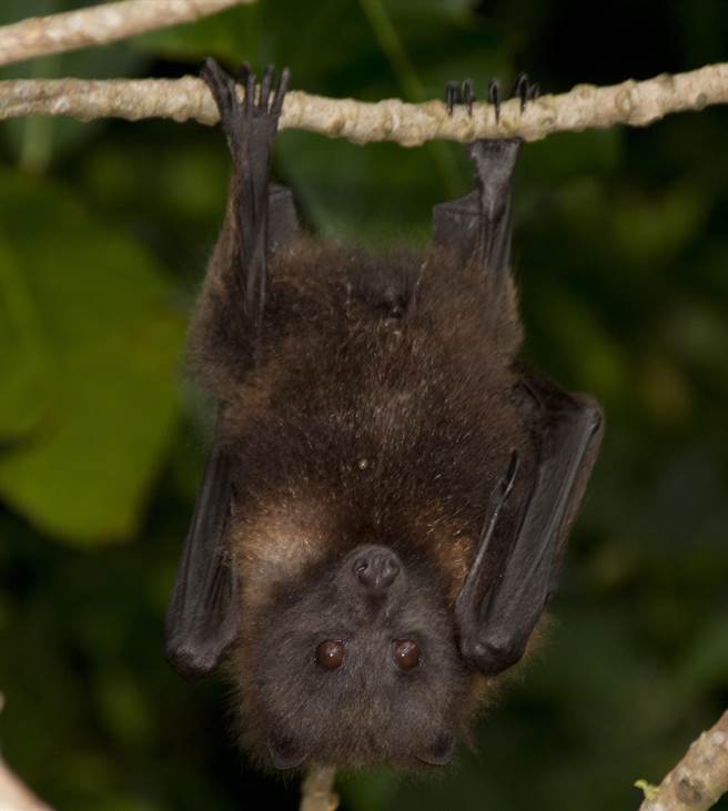 臺湾狐蝠。（林务局提供）