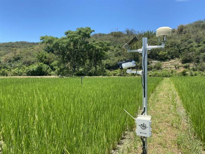 农试所在富里乡农友稻田中架设水位计、通讯主机与太阳能水阀门等感测设备，农友可透过网路用手机App操作调控水位。（罗亦晽摄）