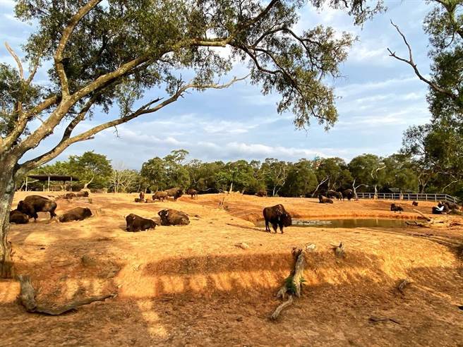 因應防疫升級，六福村主題遊樂園將管制進場人數，單日1.5萬人為限。（莊旻靜攝）