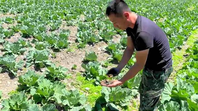 佳阳冲积扇土壤乾巴巴，高丽菜长不大。（和平分局提供／王文吉台中传真）