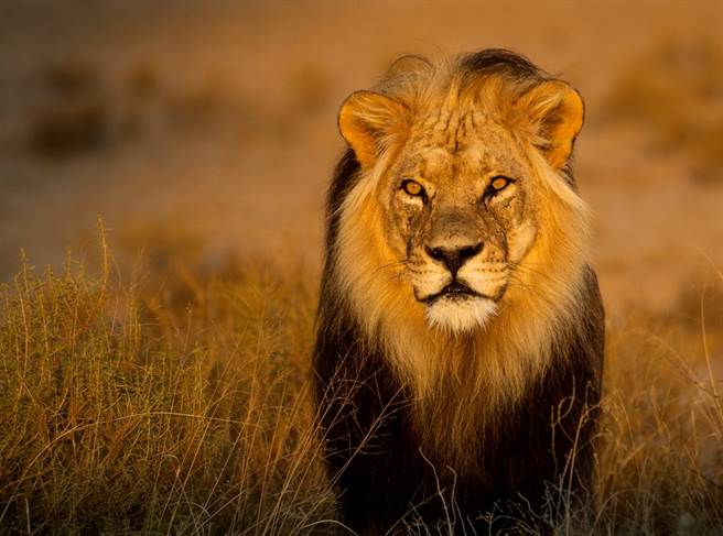 和3隻世界最大獅子擠飛機獸醫曝心聲網 老天保佑 國際 中時新聞網