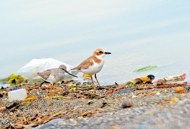 过境的水鸟在太平溪出海口与垃圾为伍，鸟友说，这是令人忧伤的画面。（庄哲权摄）