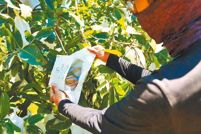 近日屏县府推出改良版莲雾保单，但农民投保意愿仍不高。（谢佳潾摄）