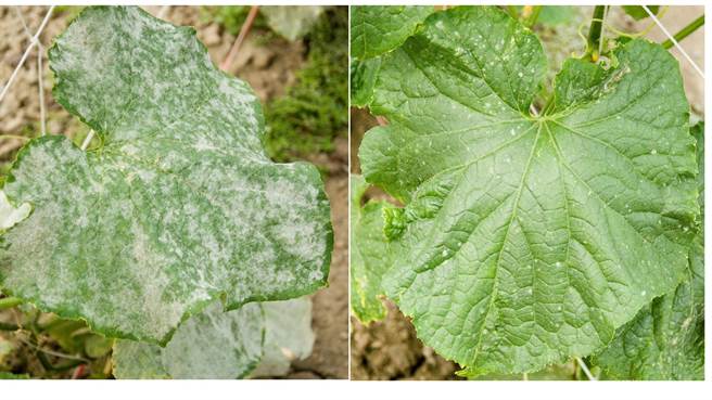 植物叶部白斑病貌。（臺中农改场提供）