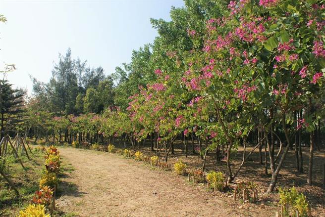 （工業園區遊憩園區一景。圖／林試所提供）
