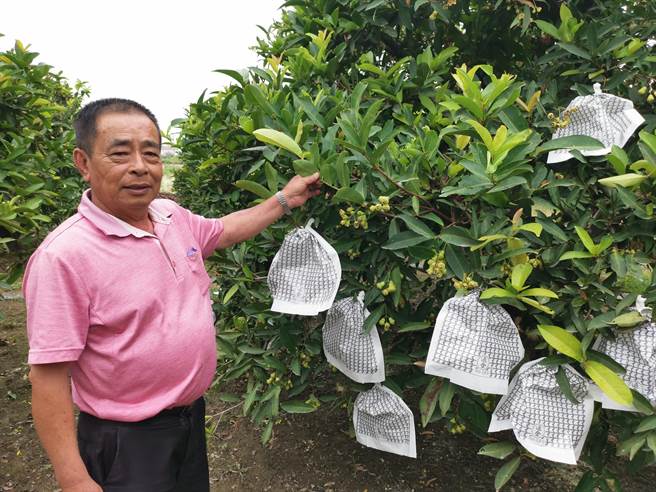 台南新市區新市里里長鄭明堂說，1顆白蓮霧樹經過蔬果、掉果，可以採收的大概剩下5％。（劉秀芬攝）