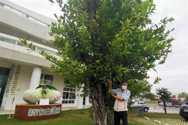 新市區公所2004年前展開搶救計畫，調查區內老樹，成功搶救88棵白蓮霧老樹，並製作身分證列管。（劉秀芬攝）