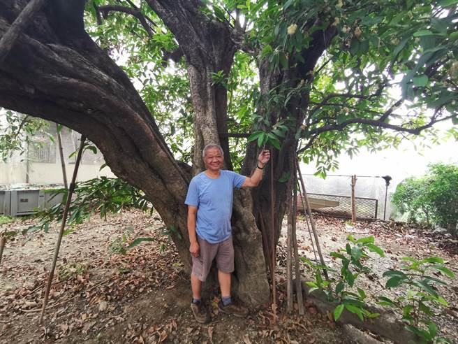 加入新市白蓮霧樹復育行列的農友王昆隆，住家旁的百年白蓮霧樹，樹身需要4人才能合抱。（劉秀芬攝）