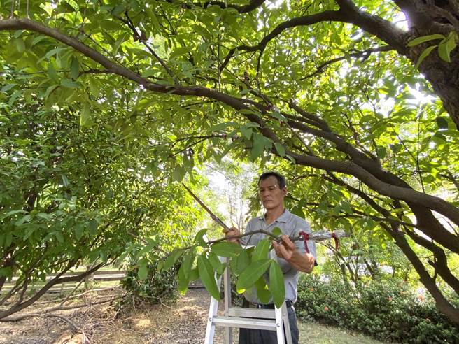 台南新市區張氏農場利用高壓繁殖法複製編號57號白蓮霧老樹，與學校合作食農教育，將繁殖的新株種到新市國中、大社國小等地。（張氏農場提供／劉秀芬台南傳真）