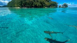 帛琉第2泡開箱｜10人團對峙20隻鯊魚  牛奶湖水母湖爆大量只為包團而開