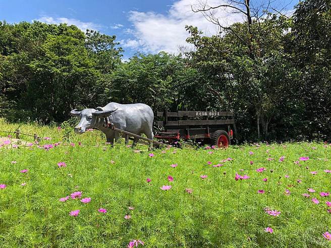 樟树步道波斯菊。（旅游经提供）