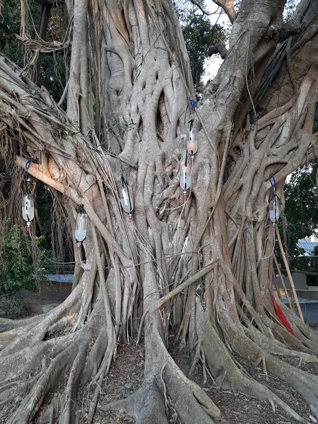 台南市白河区老树公。（图／特生中心提供）