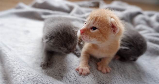 母貓剛生完幼崽，竟出現偷同伴寶寶的行為，原來牠的孩子被送養後，對同伴孩子視如己出的牠，為了保護小孩，便才會做出偷貓舉動。(示意圖/達志影像)