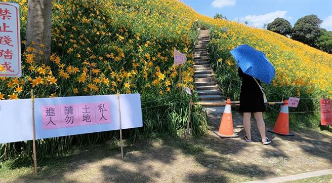 虎山巖管理委员会今天紧急宣布，「配合政府防疫措施金针花区暂时禁止进入。（虎山巖管理委员会提供／吴敏菁彰化传真）