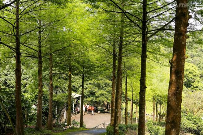 棕馬名叫海灣，白馬則是完美，張幫主為牠們打造的馬廄可以說是森林中的豪宅。(圖/行遍天下提供)