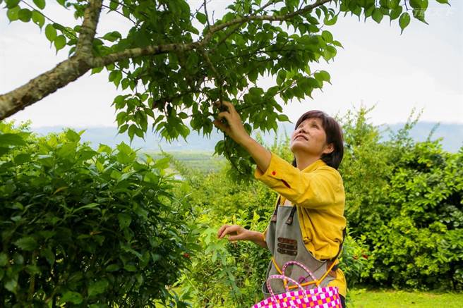 梅樹的梅子熟了，幫主夫人採集後將其醃製做成紫蘇梅。(圖/行遍天下提供)