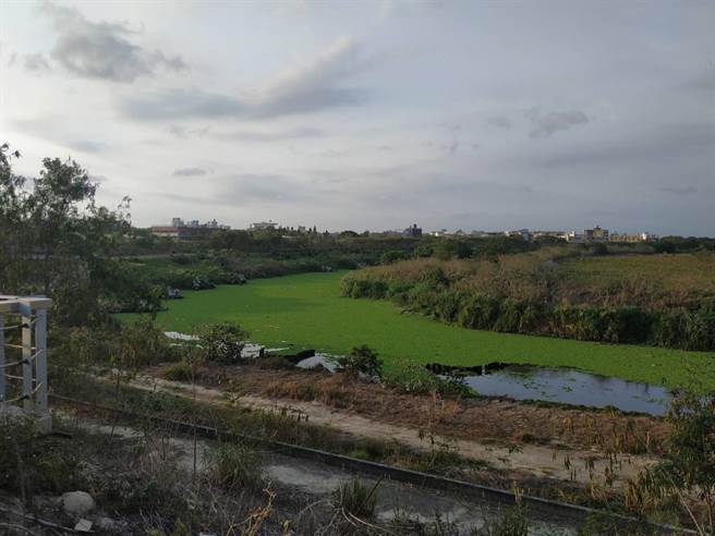 云林县北港溪北港镇段因缺水河川优养化，布袋莲增生布满溪面。（张朝欣摄）